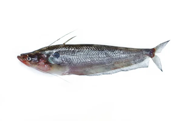 Sötvattensfisk Vit Bakgrund — Stockfoto