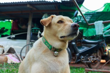 Köpekler üzerinde çim arka bahçe çim.