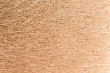 turuncu ve kahverengi kürk doku tam arka plan.