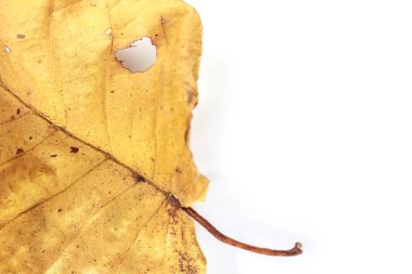yaprak beyaz zemin üzerine sarı kuru.