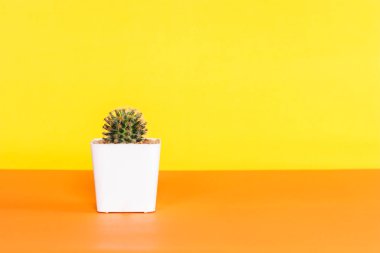 Sarı ve turuncu zemin üzerine beyaz tencerede kaktüs.