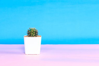 Pembe ve mavi zemin üzerine beyaz tencerede kaktüs.