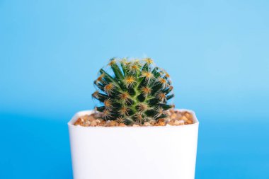 Kaktüs mavi zemin üzerine.