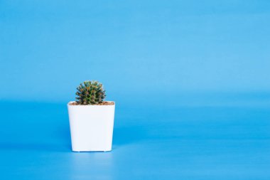 Kaktüs mavi zemin üzerine.