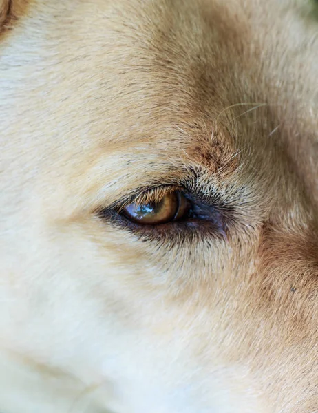 Cani Colore Degli Occhi Marrone — Foto Stock