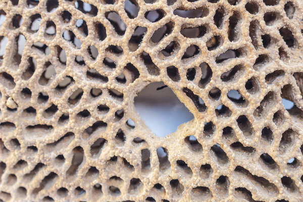 Termite Nests texture full background.