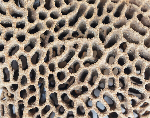 Termite Nests texture full background.