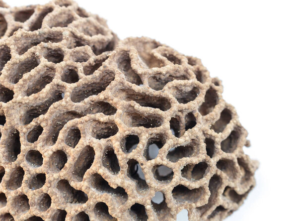 Termite Nests on white background.
