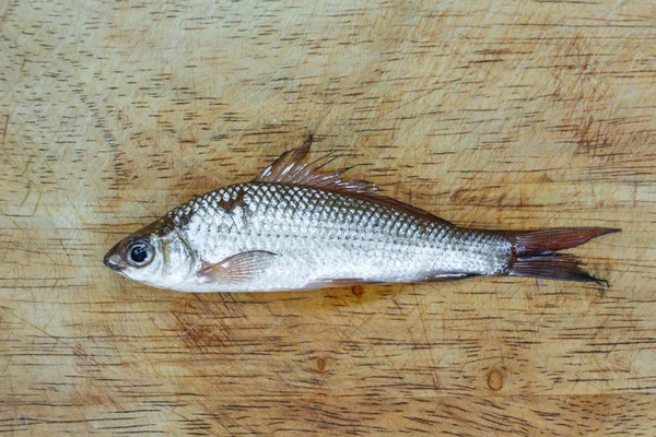 Peces Agua Dulce Sobre Fondo Madera —  Fotos de Stock