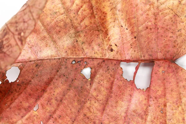 白い背景に赤い葉を乾燥します — ストック写真