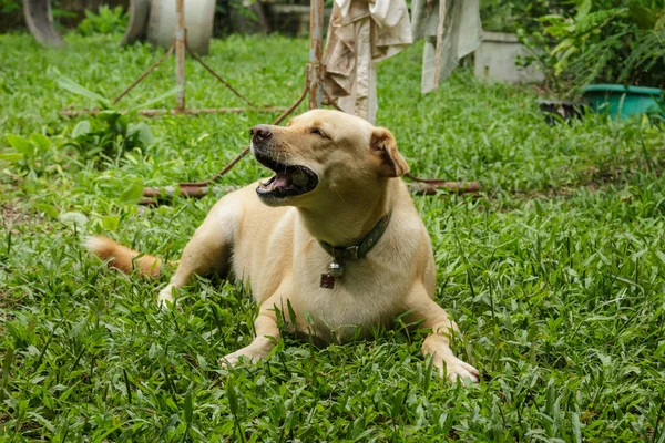 Dog gnawing bone on backyard.