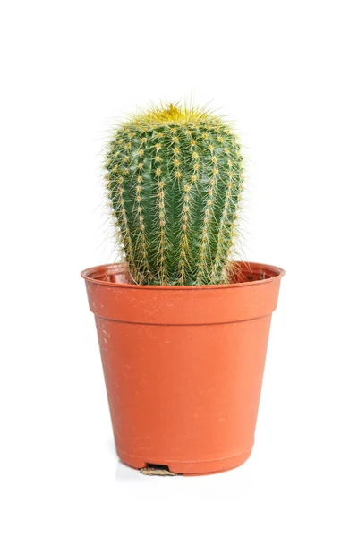 Cactus Vaso Arancione Fondo Bianco — Foto Stock