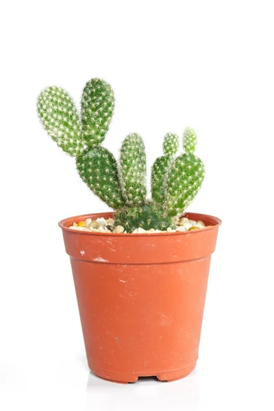 Cactus Vaso Arancione Fondo Bianco — Foto Stock