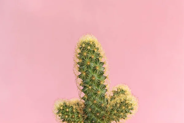 Cactus Roze Achtergrond — Stockfoto