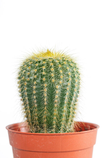 cactus in orange pot on white background.