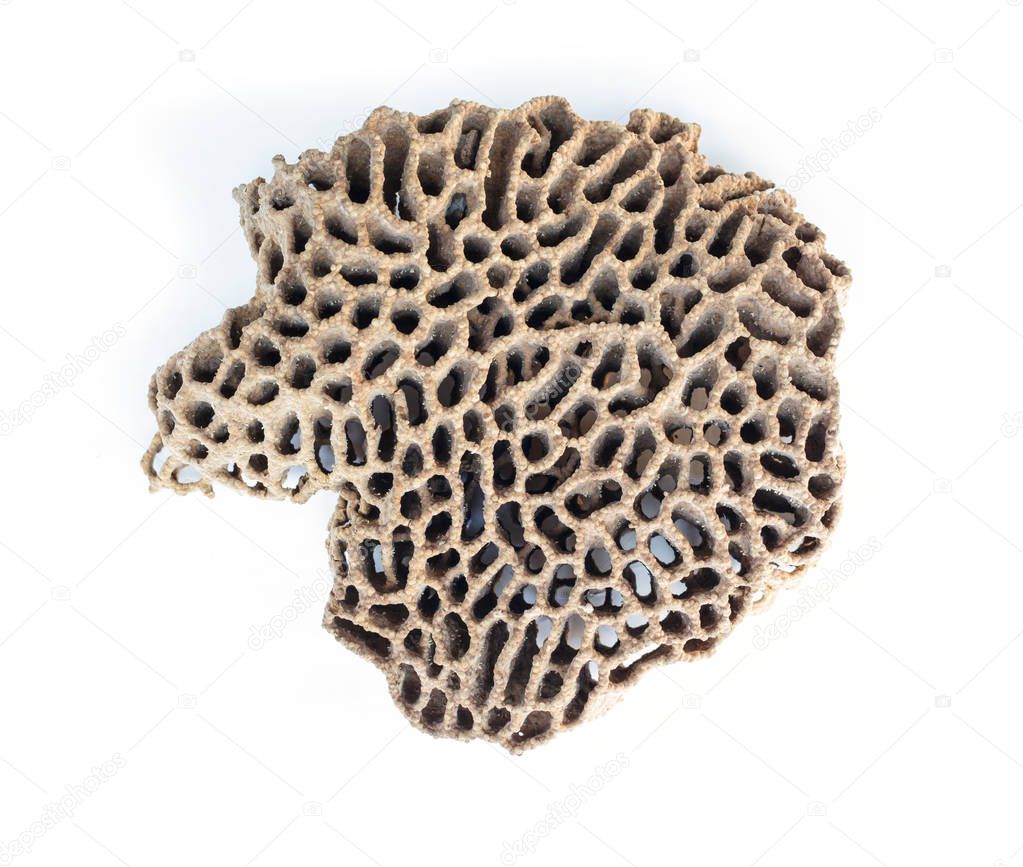 Termite Nests on white background.