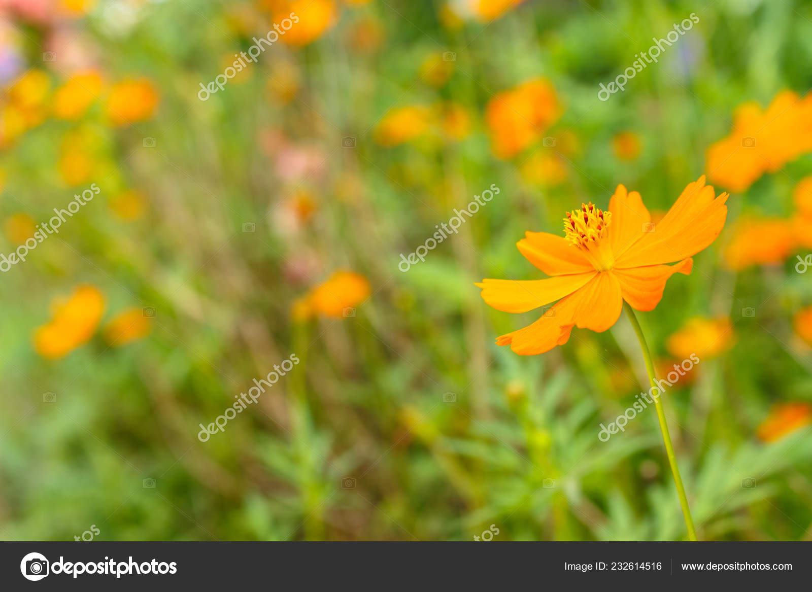 Fleur Cosmos Jaune Orange Sur Nature Dans Jardin image libre de droit par  anginta © #232614516