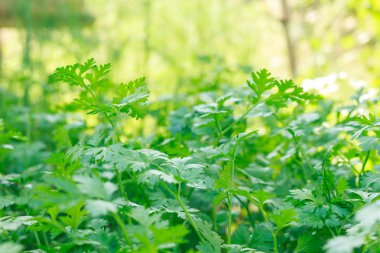 Bahçeye dikilen kişniş.