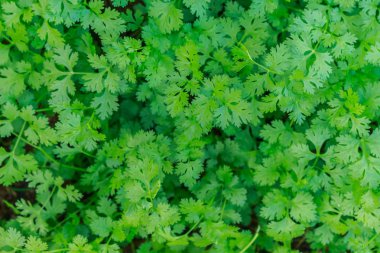 Bahçeye dikilen kişniş.