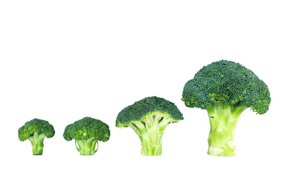 Brócolis Sobre Fundo Branco — Fotografia de Stock