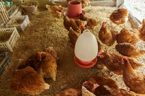 Henhouse Çiftlikte Hen — Stok fotoğraf