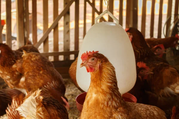 Henhouse Çiftlikte Hen — Stok fotoğraf