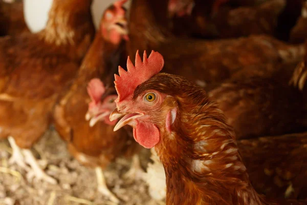 Henhouse Çiftlikte Hen — Stok fotoğraf