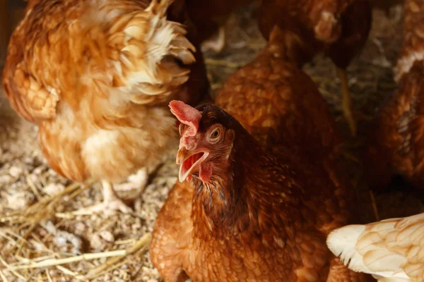 Henhouse Çiftlikte Hen — Stok fotoğraf