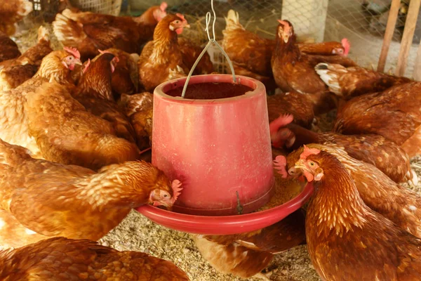 kına çiftliğinde hen yeme gıda.