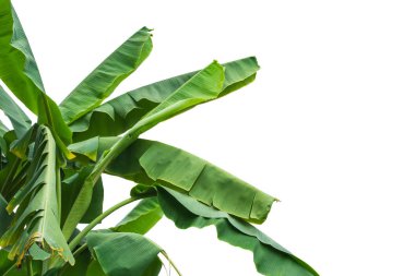 beyaz arka plan üzerinde yaprak muz.