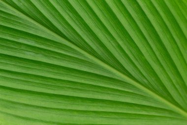 yeşil yaprak dokusu arkaplanı.