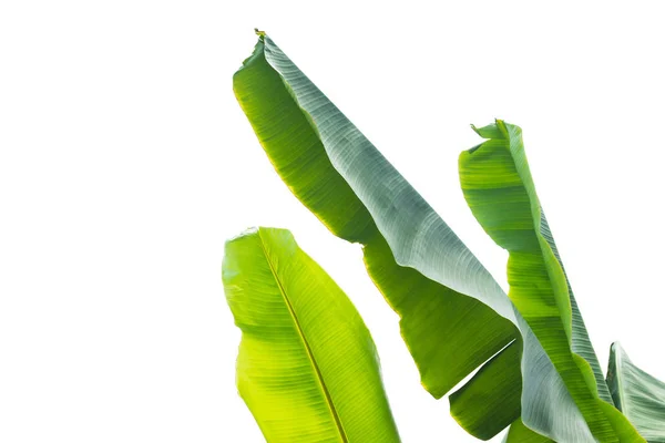 Leaf Banana White Background — Stock Photo, Image