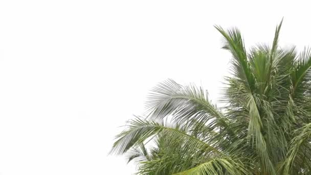 Leaves Coconut Tree Waving Blown Wind White Background — Stock Video