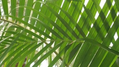 Objektif parlama efektleri ve güzel gökyüzü arka plan ile hindistan cevizi palmiye yaprakları ile Sunshine 