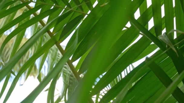 Sonnenschein Durch Kokospalmenblätter Mit Linseneffekt Und Schönem Himmelshintergrund — Stockvideo