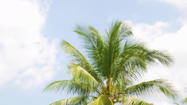 Palmera Hojas Cocotero Ondeando Junto Con Viento Día Soleado — Vídeos de Stock