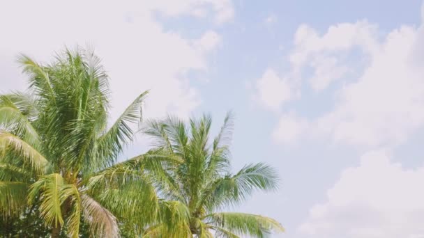 Palmera Hojas Cocotero Ondeando Junto Con Viento Día Soleado — Vídeos de Stock