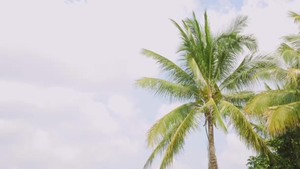 Palme Oder Blätter Von Kokospalmen Die Einem Sonnigen Tag Mit — Stockvideo
