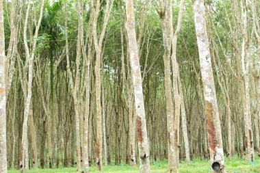 Sütlü Lateks kauçuk ağacı, doğal kauçuk ağacı Tayland konumda kaynağı elde