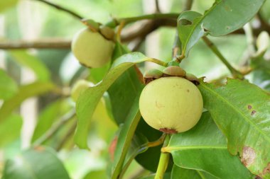 Mangosteen ağaçta kapatın. Mangosteen popüler, egzotik tropik meyve biridir. Onun sulu, bembeyaz, tatlı ve lezzetli.