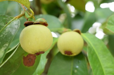 Mangosteen ağaçta kapatın. Mangosteen popüler, egzotik tropik meyve biridir. Onun sulu, bembeyaz, tatlı ve lezzetli.