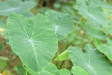 Asya tropik Caladium (Colocasia esculenta). Öncelikle onun yenilebilir yumru için taro ve eddoe birçok adları içerir kök sebze yetiştirilen tropikal bitki.