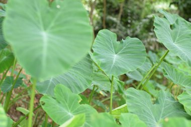 Asya tropik Caladium (Colocasia esculenta). Öncelikle onun yenilebilir yumru için taro ve eddoe birçok adları içerir kök sebze yetiştirilen tropikal bitki.