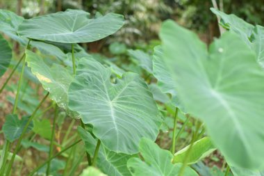 Asya tropik Caladium (Colocasia esculenta). Öncelikle onun yenilebilir yumru için taro ve eddoe birçok adları içerir kök sebze yetiştirilen tropikal bitki.