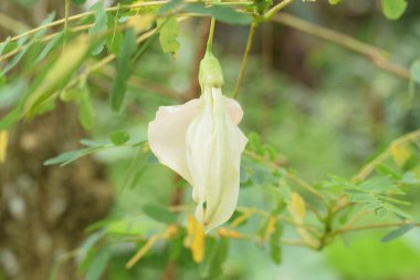 kuş sesban agasta (sesbania grandiflora desv. bilim adı veya dok kae Tay içinde içinde uğultu sebze)