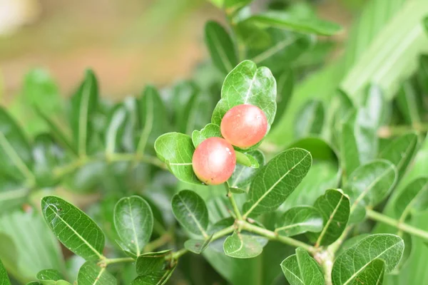 Carunda Karonda Close Beautiful Karonda Carissa Carandas Red Seeds Green — Stock Photo, Image