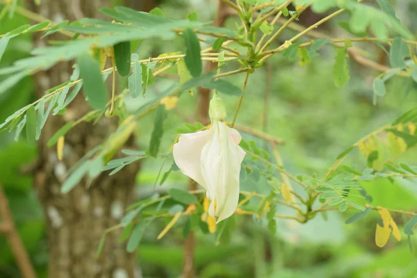 kuş sesban agasta (sesbania grandiflora desv. bilim adı veya dok kae Tay içinde içinde uğultu sebze)