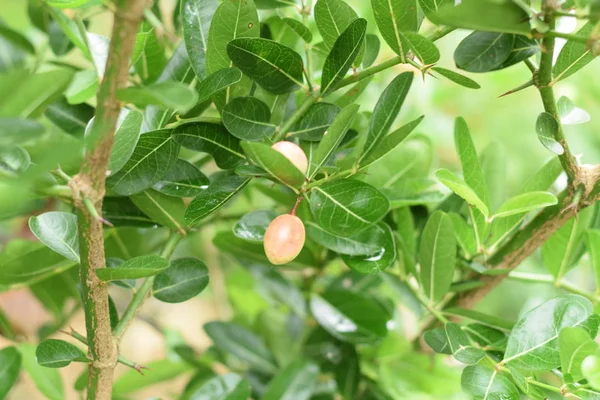 Carunda Karonda Close Beautiful Karonda Carissa Carandas Red Seeds Green — Stock Photo, Image