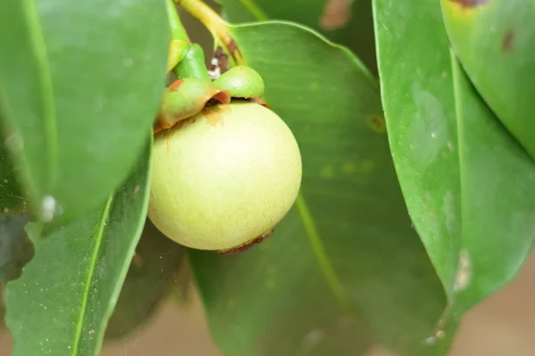 Mangosteen ağaçta kapatın. Mangosteen popüler, egzotik tropik meyve biridir. Onun sulu, bembeyaz, tatlı ve lezzetli.
