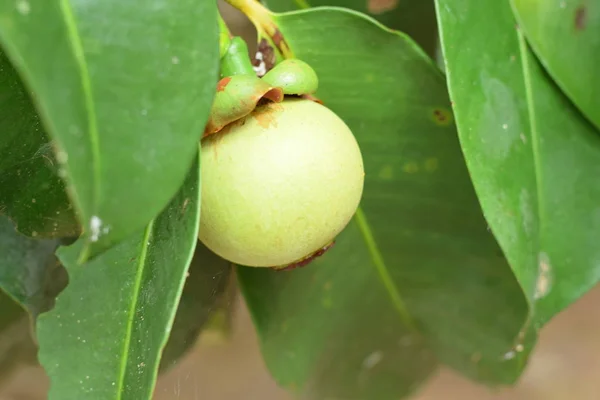Acercamiento Del Mangostán Árbol Mangosteen Una Las Frutas Tropicales Populares —  Fotos de Stock